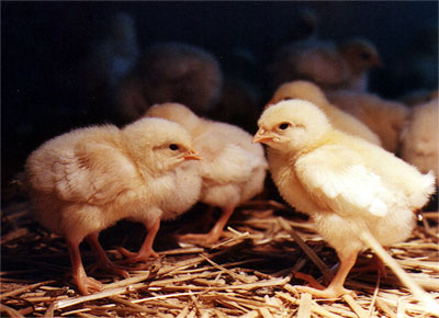 Bioland Frischgeflügel Roth: Hähnchenküken