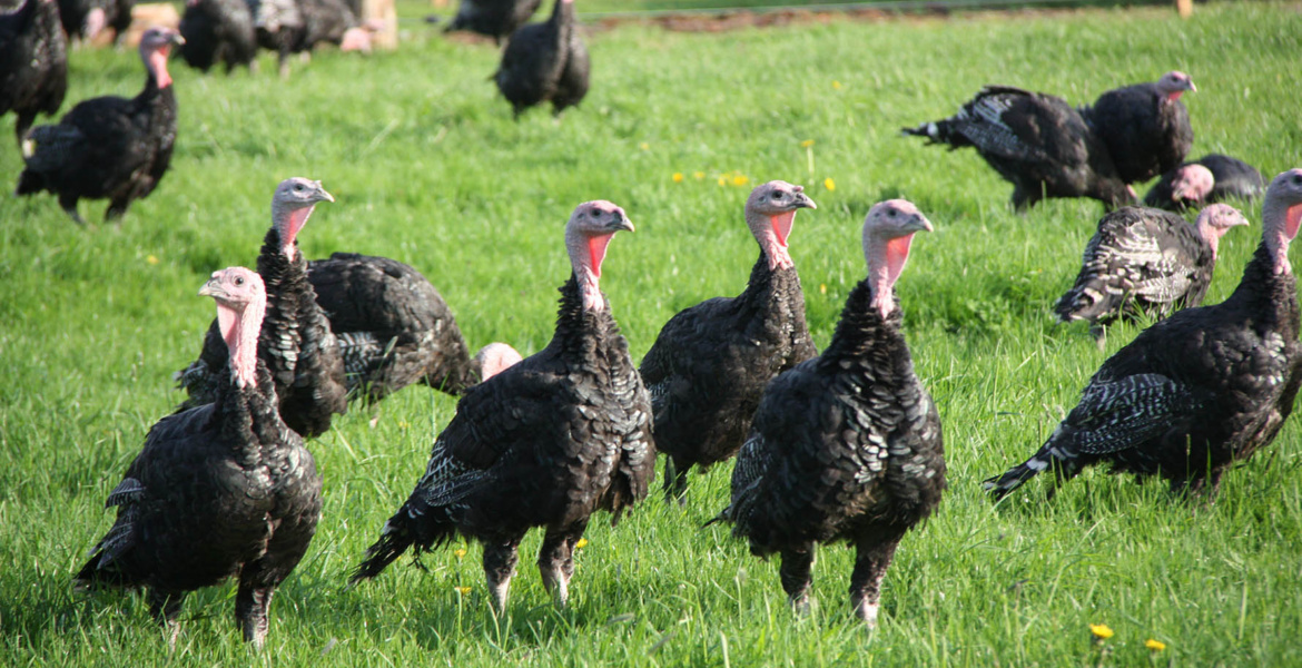 Freilandputen auf dem Biolandhof Gut Giesenhagen