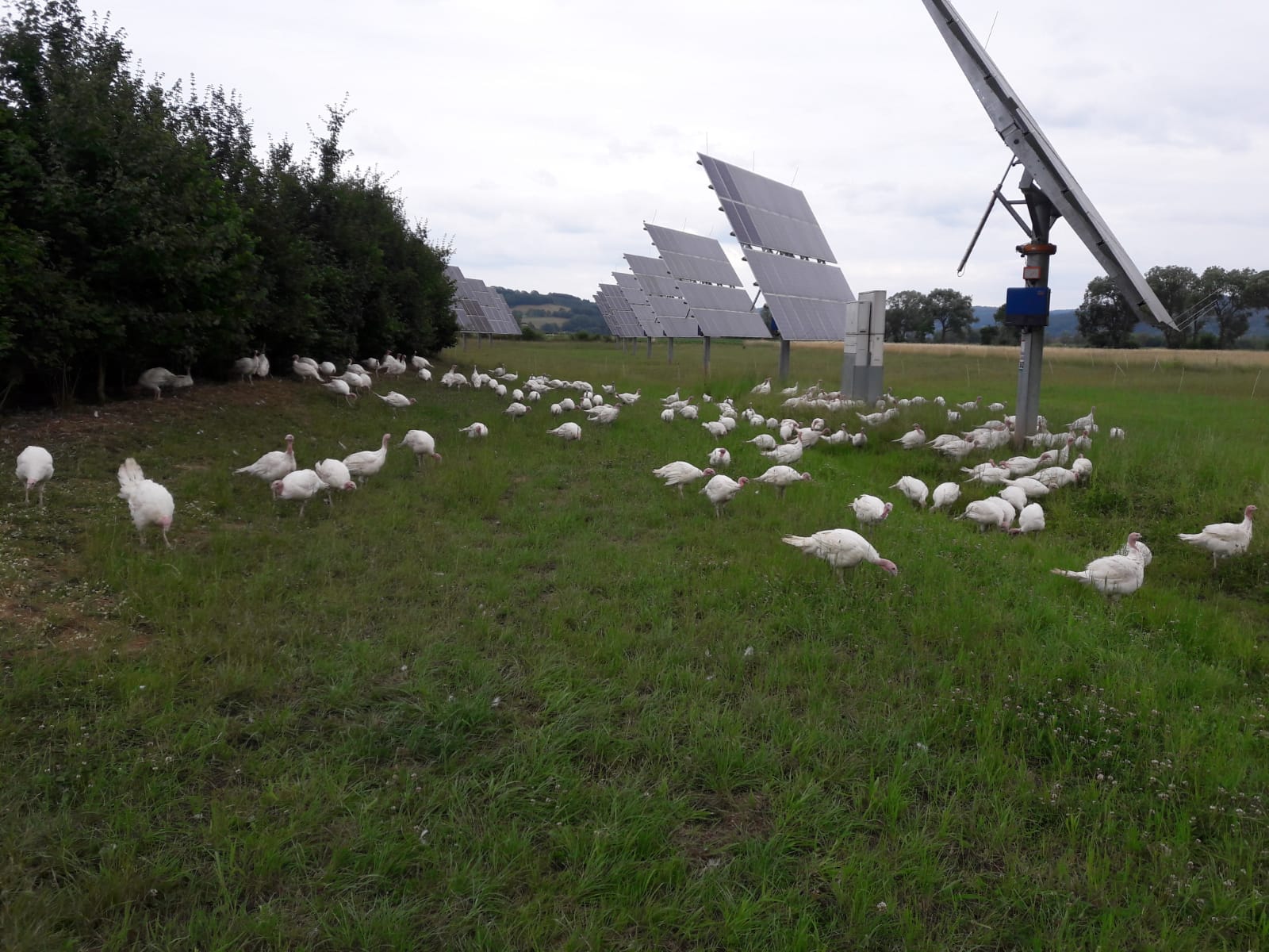 Puten Bioland Betrieb Lars Hafermas